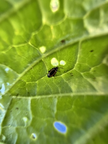 Striped Flea Beetle