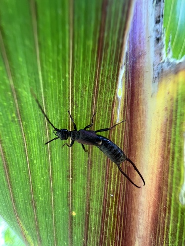 Eudohrnia zeae