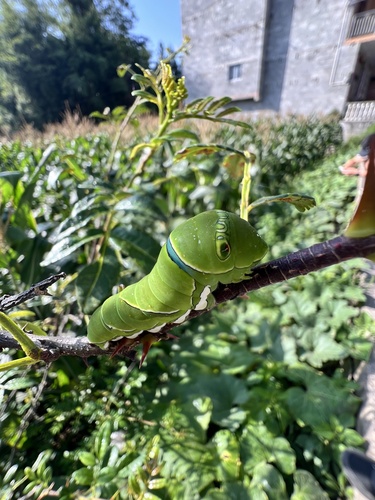 Chinese Yellow Swallowtail