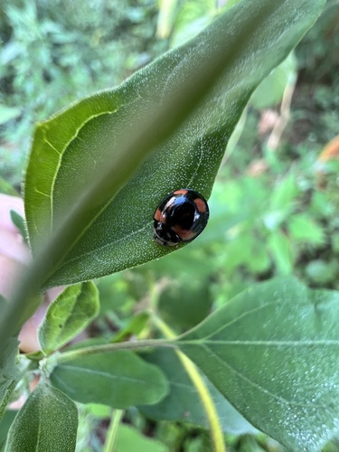 Six-spotted Zigzag Ladybird