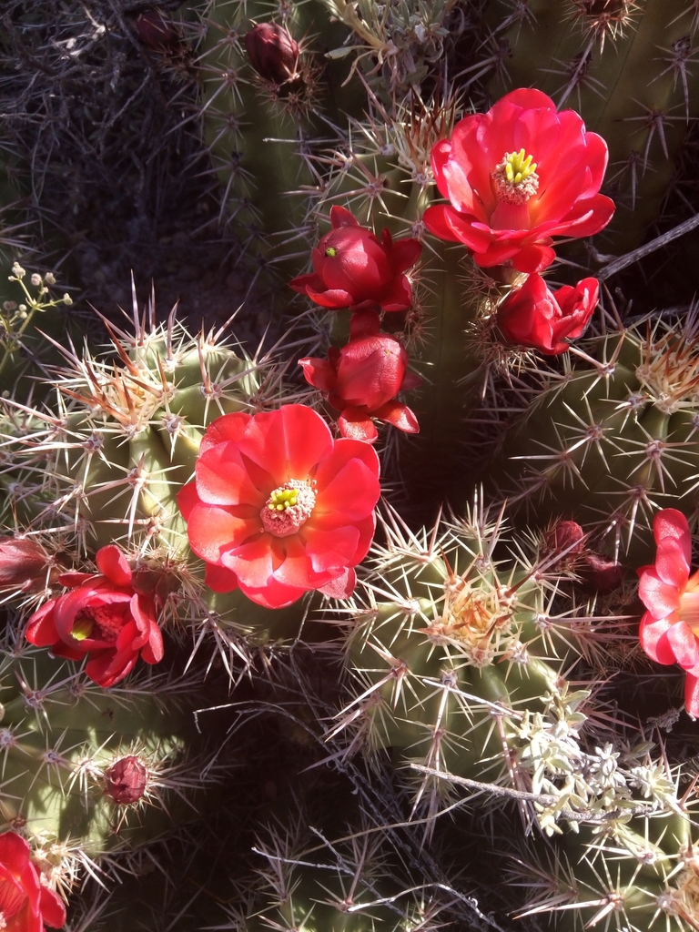 Arizona Hedgehog Cactus (Echinocereus arizonicus)  iNaturalist