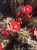 Arizona Hedgehog Cactus - Photo (c) Wewistima Tu'tsi, all rights reserved, uploaded by Wewistima Tu'tsi