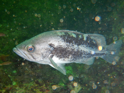 Black Rockfish
