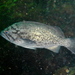Blue Rockfish - Photo (c) J. Stauffer, all rights reserved, uploaded by J. Stauffer