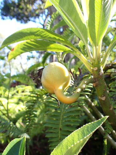 Clermontia oblongifolia ssp. mauiensis