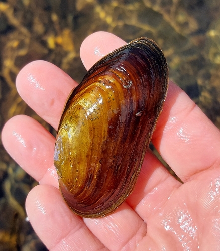 Western Pearlshell