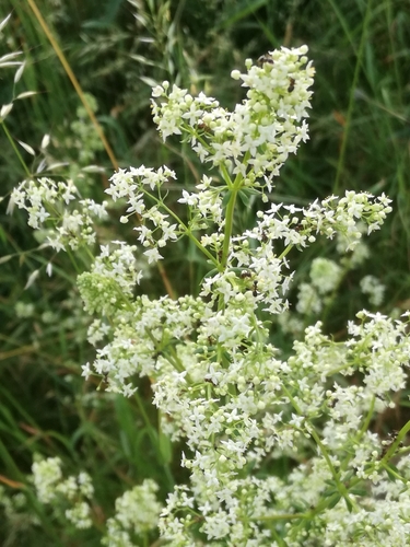 Statusis lipikas nuotrauka