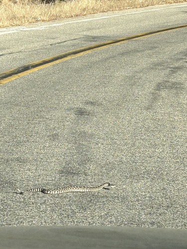 iNaturalist observation photo of Northern Pacific Rattlesnake