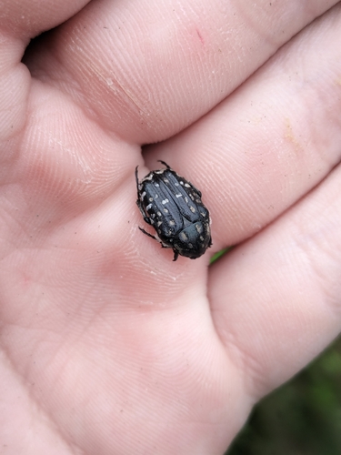 Mediterranean Spotted Chafer