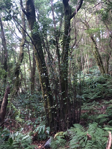 Azores Laurel