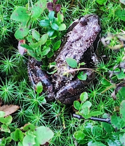 European Common Frog