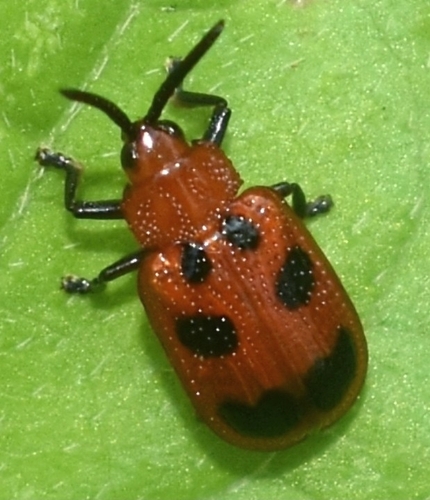 Callispa nigronotata