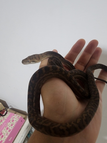 Australian Scrub Python sighting