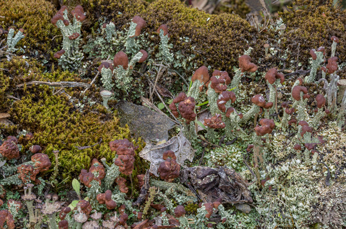 turban cup lichen
