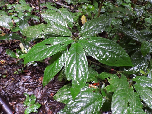 Trichostigma peruvianum