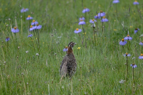 Tibetan Partridge