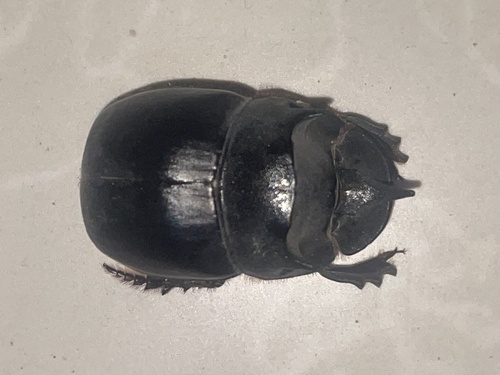 Molossus Dung Beetle