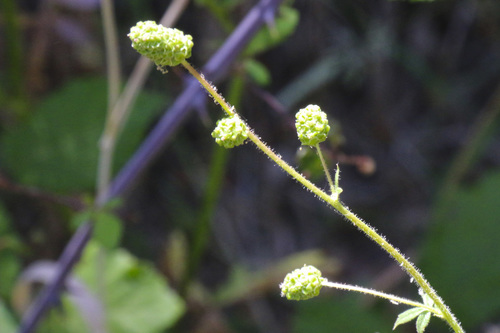 Sanguisorba hybrida