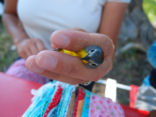 iNaturalist observation photo of Nashville Warbler