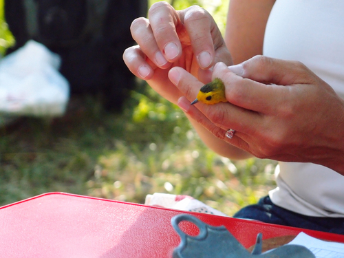 iNaturalist observation photo of Wilson's Warbler