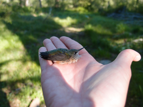 iNaturalist observation photo of Calliope Hummingbird
