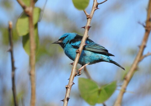 Blue Dacnis