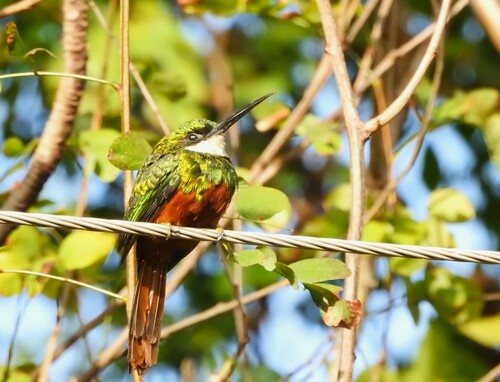 Rufous-tailed Jacamar