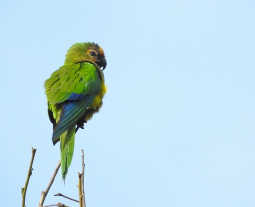Peach-fronted Parakeet