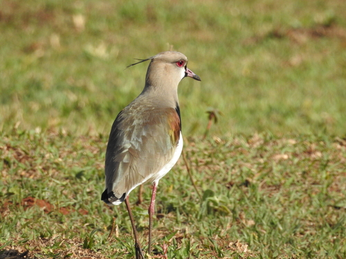 Southern Lapwing