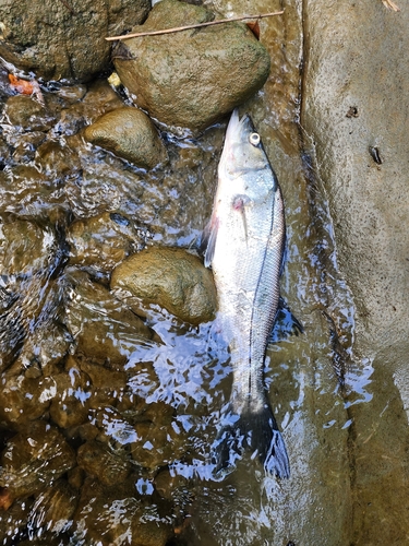 Pacific Black Snook (Centropomus nigrescens)