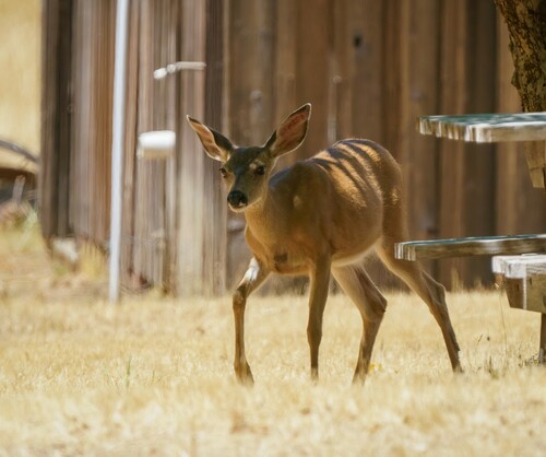 iNaturalist observation photo of Mule Deer