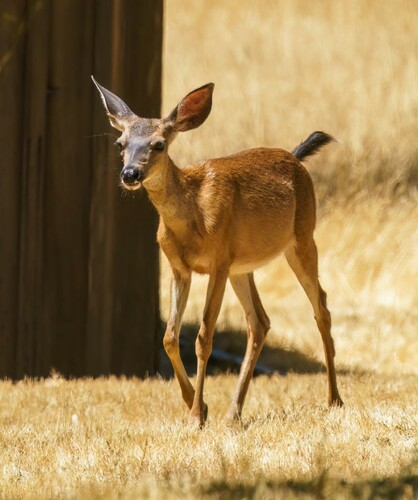 iNaturalist observation photo of Mule Deer