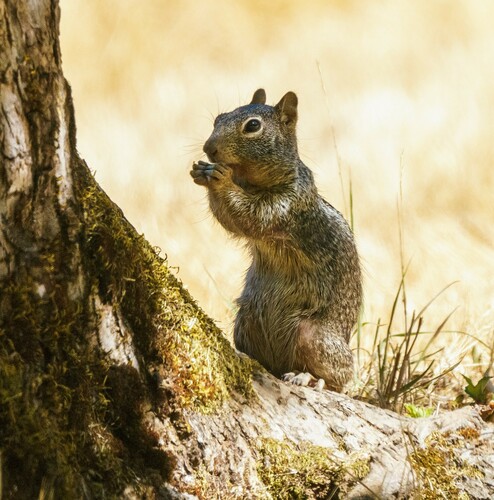 iNaturalist observation photo of Douglas's Ground Squirrel