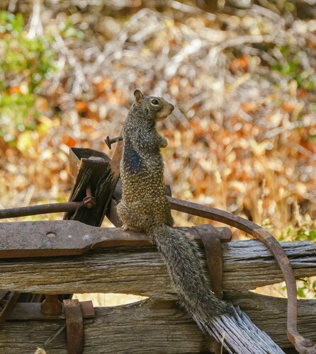iNaturalist observation photo of Douglas's Ground Squirrel