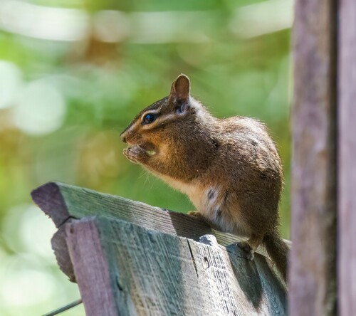 iNaturalist observation photo of Western Chipmunks