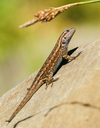 iNaturalist observation photo of Western Fence Lizard