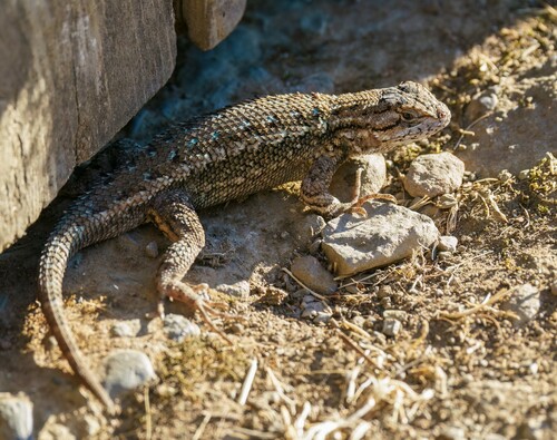 iNaturalist observation photo of Western Fence Lizard