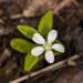 Moehringia lateriflora - Photo (c) clhulse, todos los derechos reservados, subido por clhulse