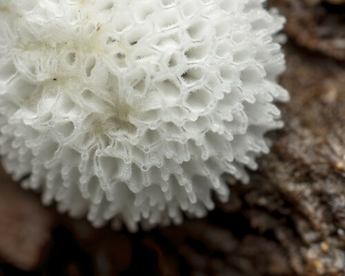 Ceratiomyxa porioides nuotrauka