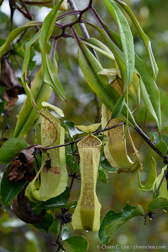 Nepenthes papuana