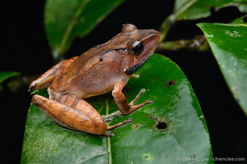 Sculpted Madagascar Frog