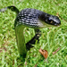 Keeled Rat Snake - Photo (c) Matt Brady, all rights reserved, uploaded by Matt Brady