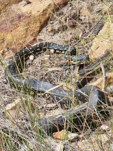 Diamond Python sighting