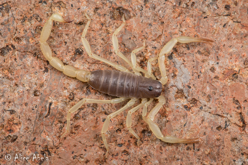 Black Hairy Scorpion