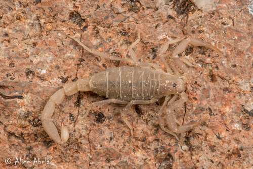 Yellow Devil Scorpion