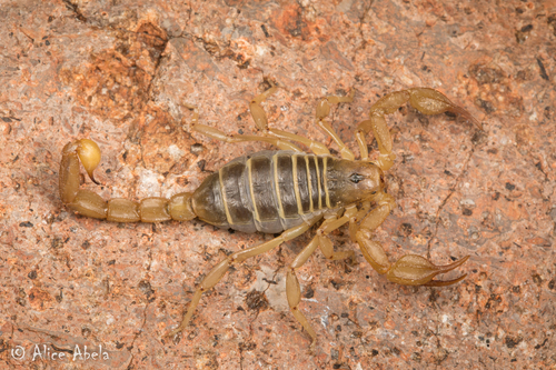 Northern Scorpion