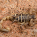 Northern Scorpion - Photo (c) Alice Abela, all rights reserved