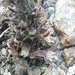Rock Creek Broomrape - Photo (c) Jonathan Numer, all rights reserved, uploaded by Jonathan Numer