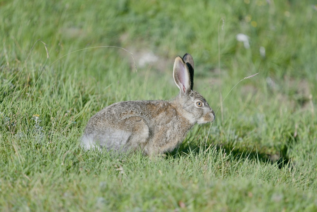 Woolly Hare from 213国道, 海北藏族自治州, 青海省, CN on August 10, 2024 at 06:14 PM ...