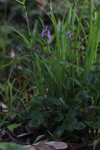 Aki Sage (Salvia akiensis)
